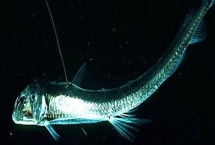 毒蛇魚屬于什么魚，是巨口魚科蝰魚屬深海魚類