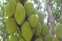 菠蘿蜜長在哪里，長在粗壯的樹干上