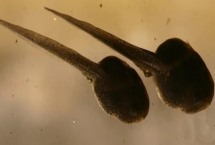 蝌蚪屬于魚類嗎，是無尾目動物不是魚