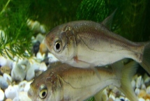 釣鰱魚(yú)的技巧，釣點(diǎn)要選擇溶氧量高的水域