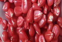 玉米拌種的作用，可有效防爛種、病蟲害及倒伏