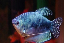 曼龍魚會(huì)不會(huì)吃蝦，動(dòng)物性飼料是它們的主食