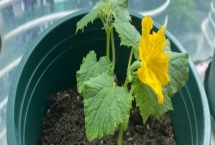 黃瓜苗很小就開花的原因，很有可能是種子有問(wèn)題