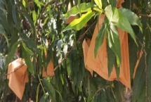 桃子套袋的時(shí)間，在桃子謝花后30-50天左右進(jìn)行套袋