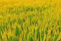 徐香粳16號水稻種子產(chǎn)量表現(xiàn)，中抗稻瘟病