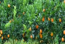 臍橙樹(shù)花果期怎么管理，需根據(jù)樹(shù)勢(shì)做好疏花疏果工作