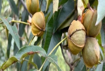 山核桃的栽培技術(shù)，定植有播種、人工培育苗木等方式