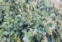 防除博落回可用什么除草劑，草甘膦、草銨膦、苯甲酸類除草劑等