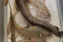 養(yǎng)殖什么魚賺錢，選擇這幾種魚年收入十萬不是問題