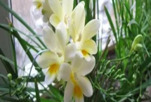 小蒼蘭什么時(shí)候開(kāi)花，花期4-5月