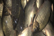 鯽魚(yú)分公母嗎，鯽魚(yú)分公母但在繁殖季節(jié)才會(huì)有明顯的特征