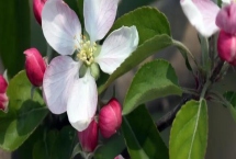 蘋果的開花期是什么時候，通常在4-5月份