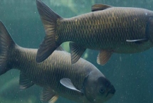 青魚(yú)最大能有多重，目前發(fā)現(xiàn)最大的青魚(yú)有114公斤