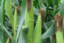 東裕338玉米種子產(chǎn)量表現(xiàn)，中抗莖腐病