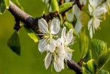 李子花的花語(yǔ)，寓意清純質(zhì)樸、小巧可愛(ài)等