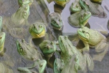 養(yǎng)殖牛蛙能否賺錢，銷量穩(wěn)定養(yǎng)殖利潤(rùn)比較可觀