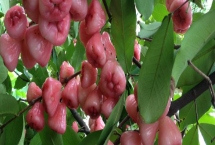蓮霧的價(jià)格，價(jià)格保持在6-20元一斤