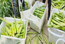 種植茭白的環(huán)境要求，溫度要達到24℃左右