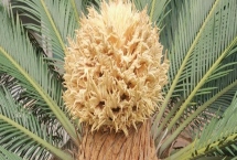 鐵樹(shù)開(kāi)花是吉兆還是兇兆，是大富大貴的吉兆