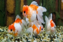 金魚可以喂什么食物，動(dòng)物性、植物性和合成飼料都可投喂