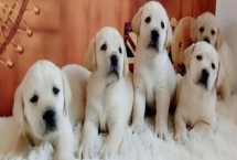 拉布拉多幼犬如何飼養(yǎng)，需按照少量多餐的原則喂食