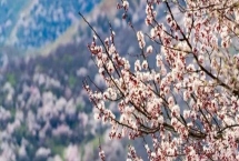 伊犁吐?tīng)柛踊ǖ幕ㄆ跁r(shí)間，在3-4月份開(kāi)花