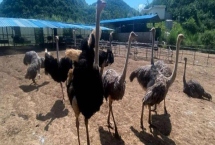 鴕鳥(niǎo)的養(yǎng)殖注意事項(xiàng)，雌雄比例通常以3:1為宜