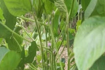 沈農(nóng)豆27大豆種子產(chǎn)量表現(xiàn)，每畝用藥量100克