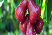 蓮霧的施肥技術(shù)，幼樹要勤施薄施