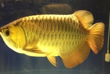流動(dòng)水適合養(yǎng)殖什么魚(yú)，適合養(yǎng)龍魚(yú)、地圖魚(yú)、羅漢魚(yú)等