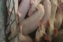 小豬咬架怎樣處理，可以分圈飼養(yǎng)或足量投喂飼料等