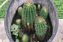 如何才能使仙人球開花，陽光、溫度和水肥都與之有關(guān)