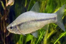 麥穗魚(yú)簡(jiǎn)介，原產(chǎn)地主要是亞洲