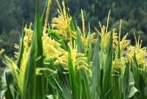 JBB968玉米種子特征介紹，出苗至成熟131天