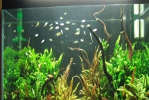 養(yǎng)魚自來水的處理方法，自來水一定要暴曬2-3天后再使用
