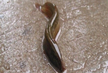 泥鰍苗價(jià)格，品種不同價(jià)格不同