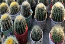 仙人球的養(yǎng)殖方法，切取后的插穗晾上5-7天再扦插