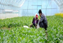 冬季蔬菜大棚需要放風(fēng)的原因，通風(fēng)后可降低棚內(nèi)的濕度