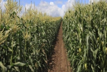 NK815玉米品種的特性，4月下旬至5月上旬播種