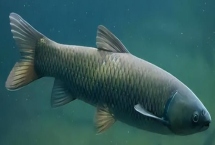 烏青魚(yú)是什么魚(yú)，實(shí)際上就是青魚(yú)