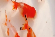 小金魚能曬太陽嗎，可以但不能接受太強烈的光線