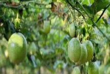 百香果的產(chǎn)地，原產(chǎn)于大、小安的列斯群島