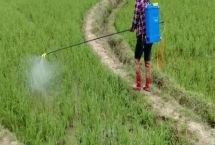 除草劑打過(guò)之后多久下雨沒(méi)事，4個(gè)小時(shí)后小雨沒(méi)事