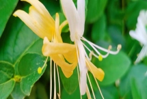金銀花枝的冬季修剪技術(shù)，在12月份至翌年3月上旬進行