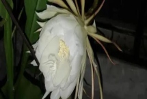 曇花什么時(shí)候開(kāi)花，在每年的6-8月份開(kāi)花