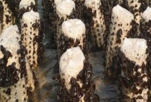 黑龍江省海林市的特產(chǎn)，素有“林海雪原”、“中國雪鄉(xiāng)”等美稱