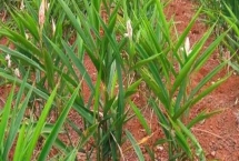 高良姜簡(jiǎn)介，是多年生草本植物