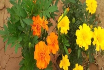 孔雀草葉子發(fā)黃有斑點(diǎn)怎么辦，需要控制好光照時(shí)間、合理施肥等