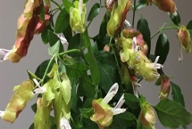 蝦衣花的養(yǎng)護(hù)方法，控制好光線及溫濕度