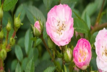 薔薇花的花語(yǔ)，寓意純潔的愛(ài)情
